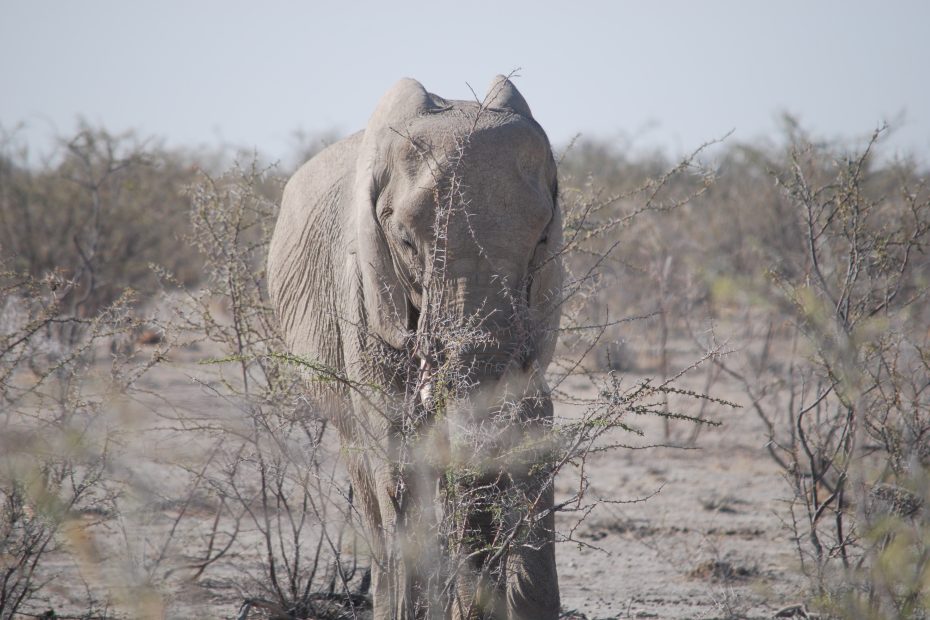 Safaris in Etosha National Park: Wildlife at its Best