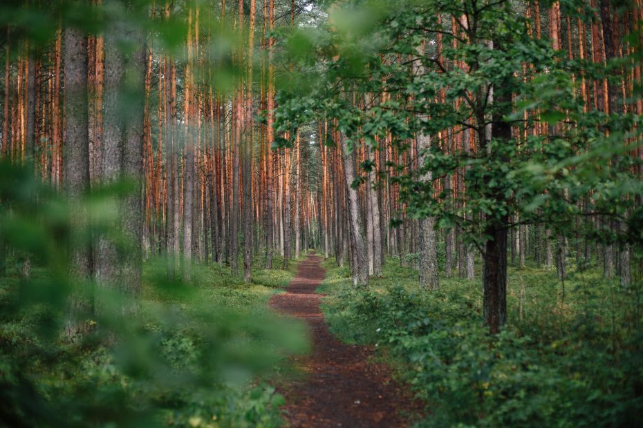 From Medieval Marvels to Modern Wonders: A Journey through Lithuania's Architectural Treasures