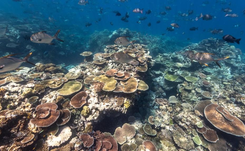 The Great Barrier Reef: Marvels of the Coral Kingdom