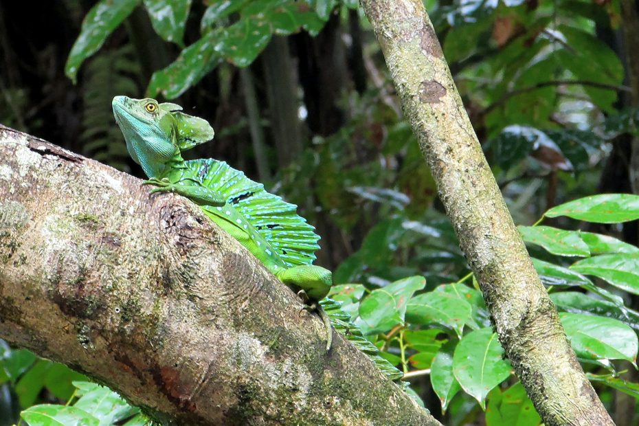 Venturing into the Wild: Costa Rica's Breathtaking Rainforests