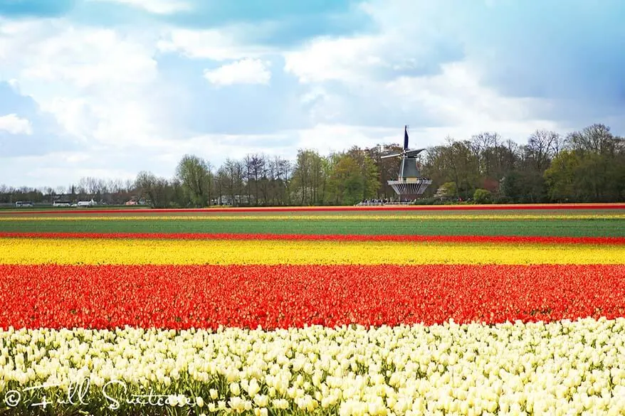 Exploring the Spectacular Tulip Fields: A Must-See in the Netherlands