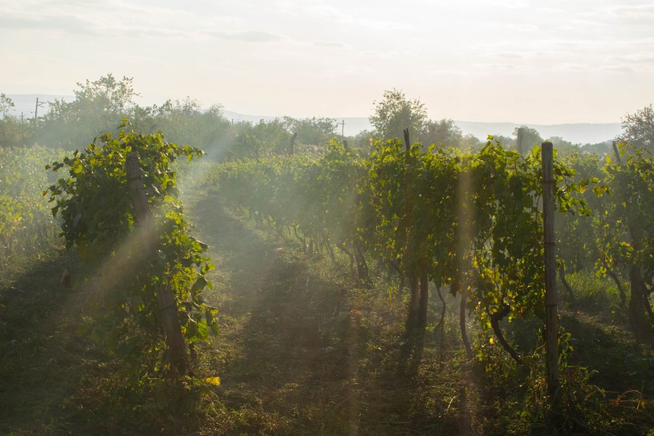 The Captivating Vineyards of Georgia: A Wine Lover's Paradise