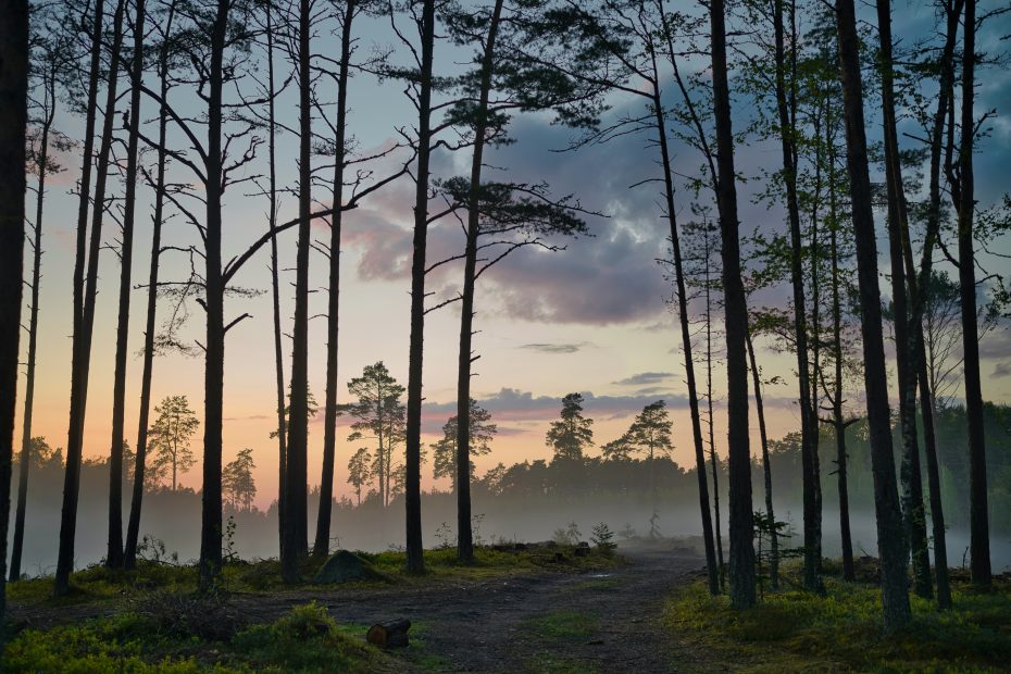 Exploring Estonia's Natural Wonders: From Captivating Coastlines to Dense Forests