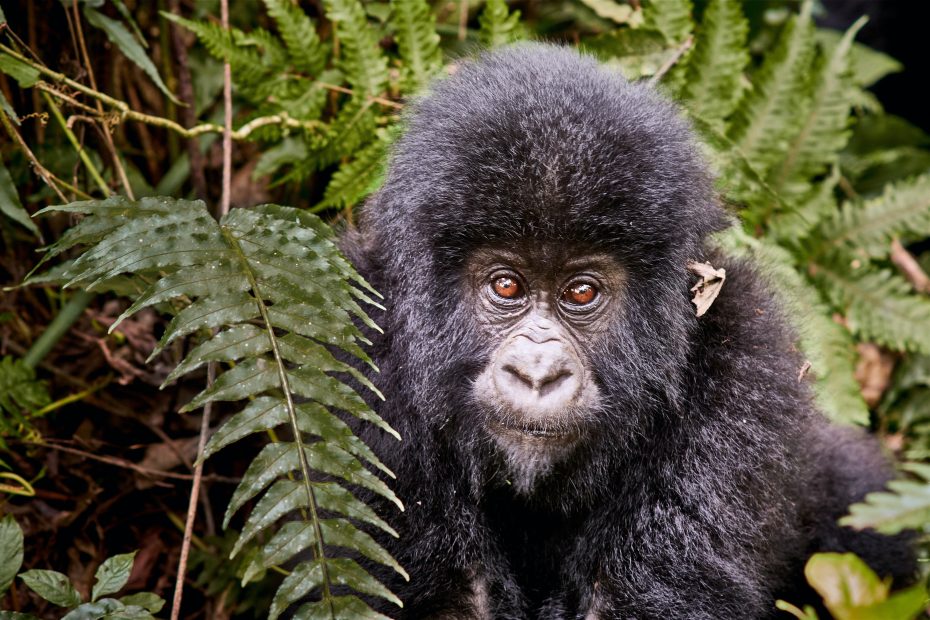 Into the Heart of Rainforests: Exploring Congo's Biodiversity