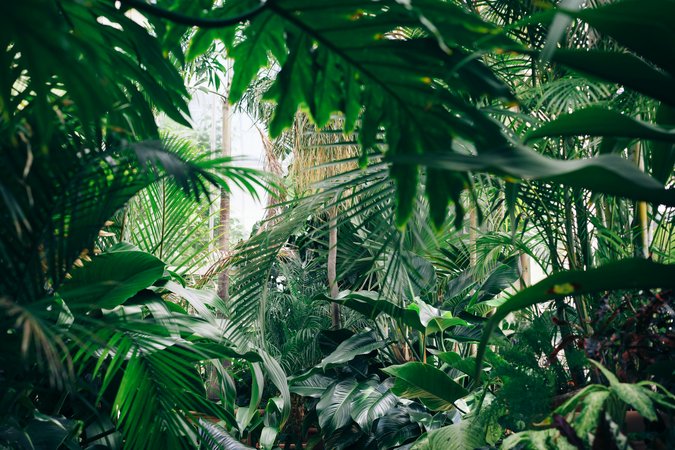 Jungle Adventures and Colonial Splendor: Exploring Suriname's Contrasts