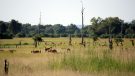 Zambia: Where the Smoke Thunders and Wildlife Roams Free