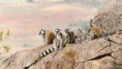 Madagascar’s Enigma: Unraveling the Island of Lemurs, Baobabs, and Ancient Secrets