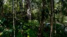 Brazil: A Tapestry of Rhythms, Rainforests, and Remarkable Stories