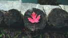 Beyond the Maple Leaf: Discovering the Endless Charms of Canada